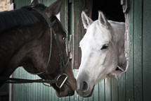 Two horses touching noses in a stable.