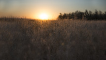 sunset over a field of brown grasses 