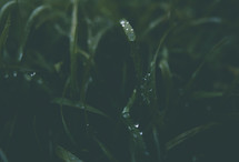 Green grass covered in drops of water.