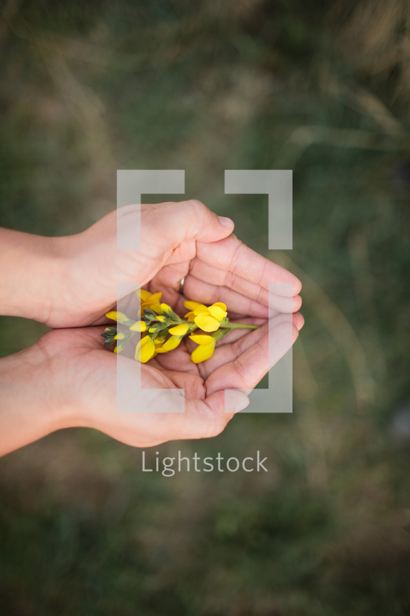 cupped hands holding yellow flowers 