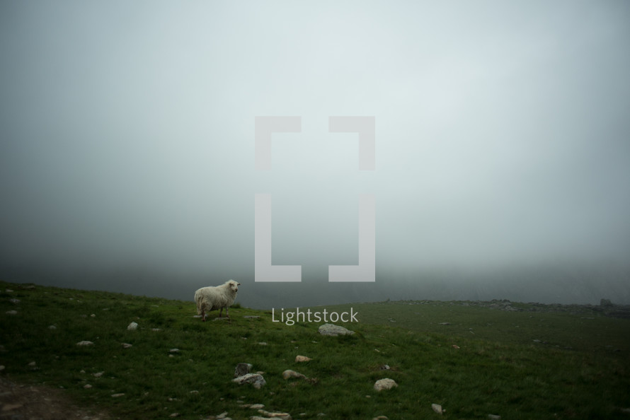 sheep in a foggy pasture 