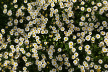 white daisies background 