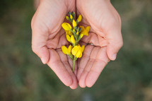 cupped hands holding yellow flowers 