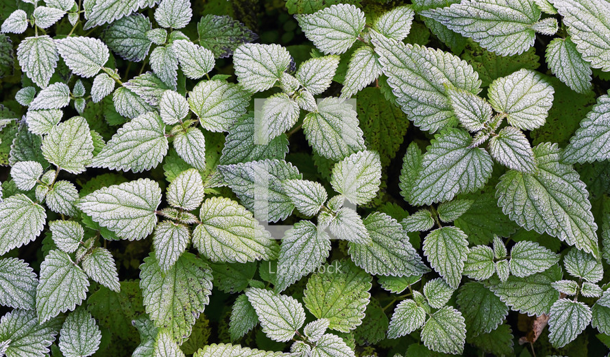 frost on mint leaves 