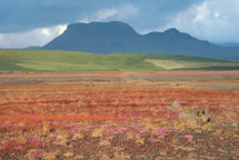 wildflowers in a prairie and mountains in the distance 