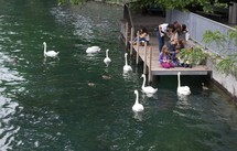 feeding swans 