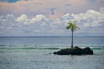 palm tree on a small tropical island 
