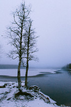 winter trees on a snowy lake shore 