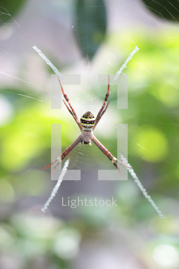 spider in a web 