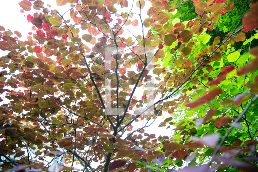 early fall leaves on a tree 