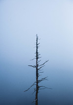 a bare tree in fog 