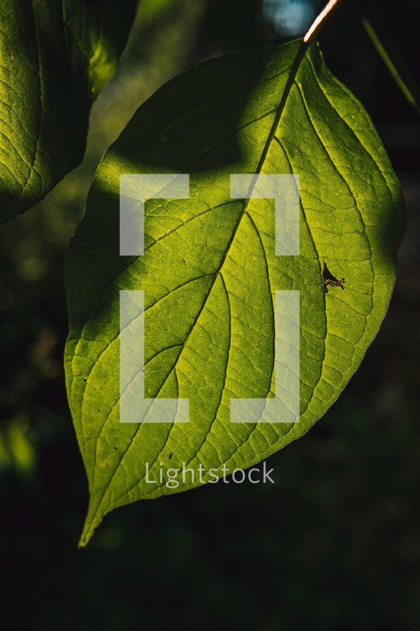 green summer leaf 