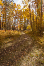 path through a fall forest 