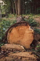 stump from a cut down tree 