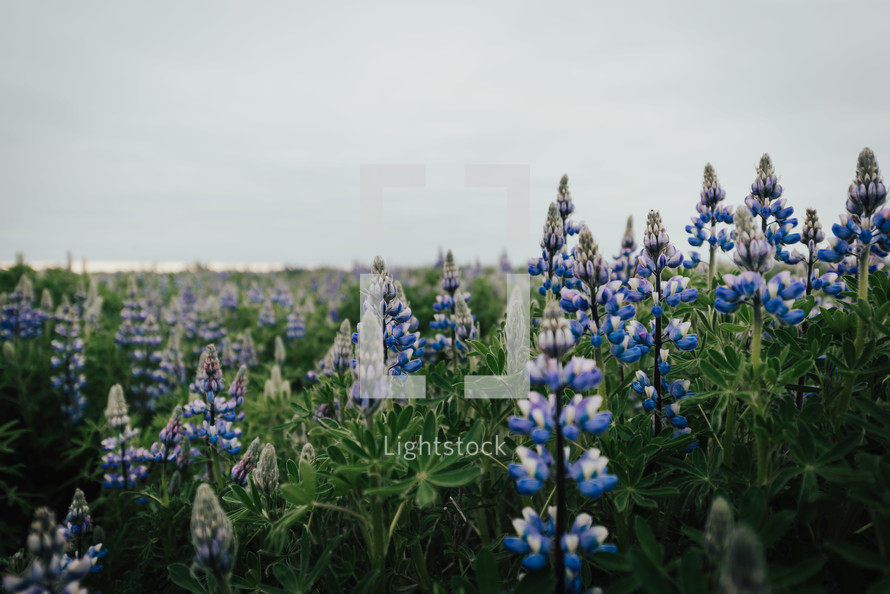 blue wildflowers 