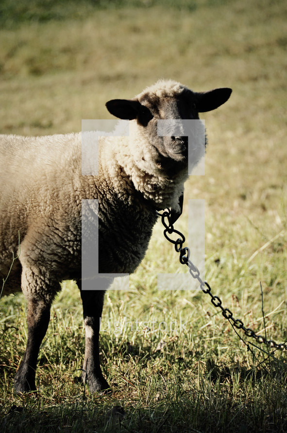 chained sheep 