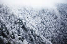 ice and snow on a pine forest 