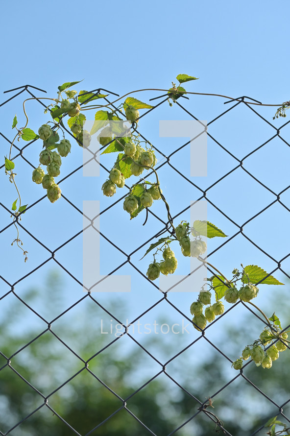 Fresh Green Hops on Steel Fence