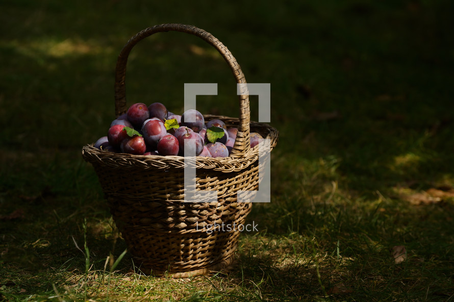 basket of plums 