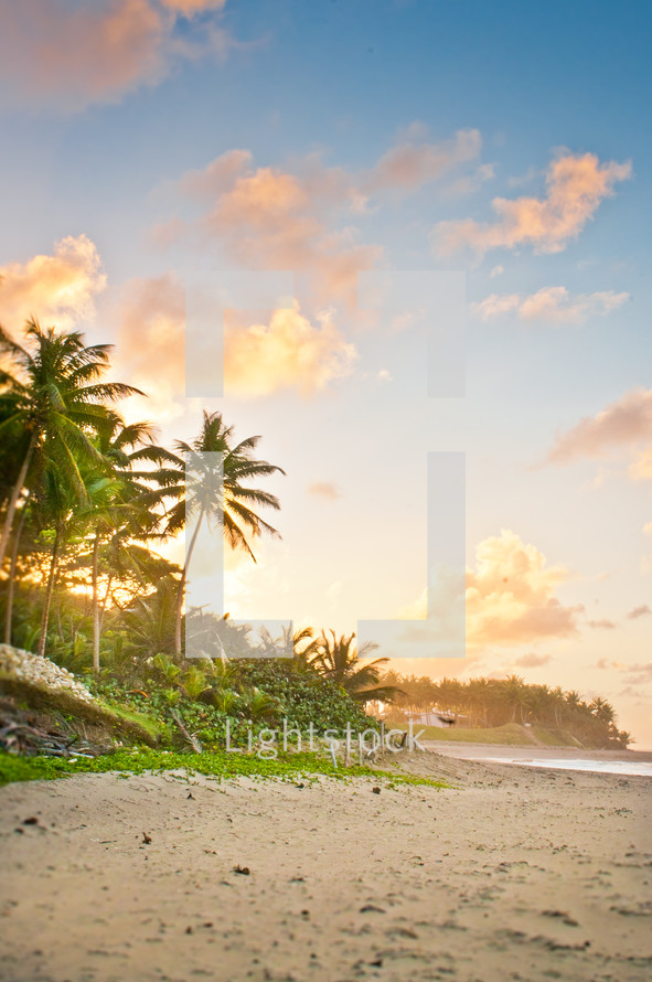 Palm trees on a tropical beach 