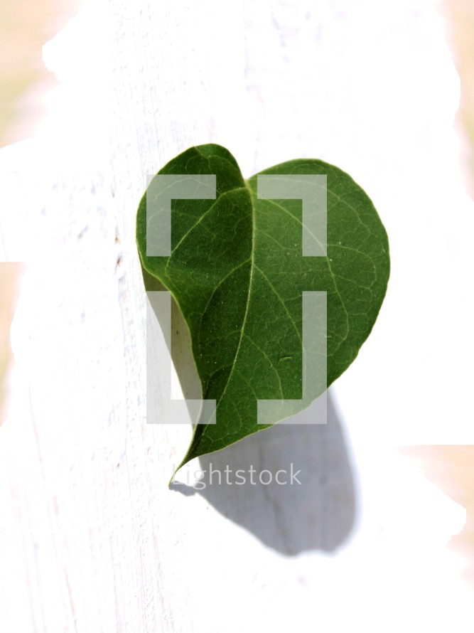 green leaf on a white background 
heart shaped leaf