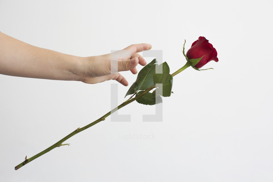 dropping a red rose 