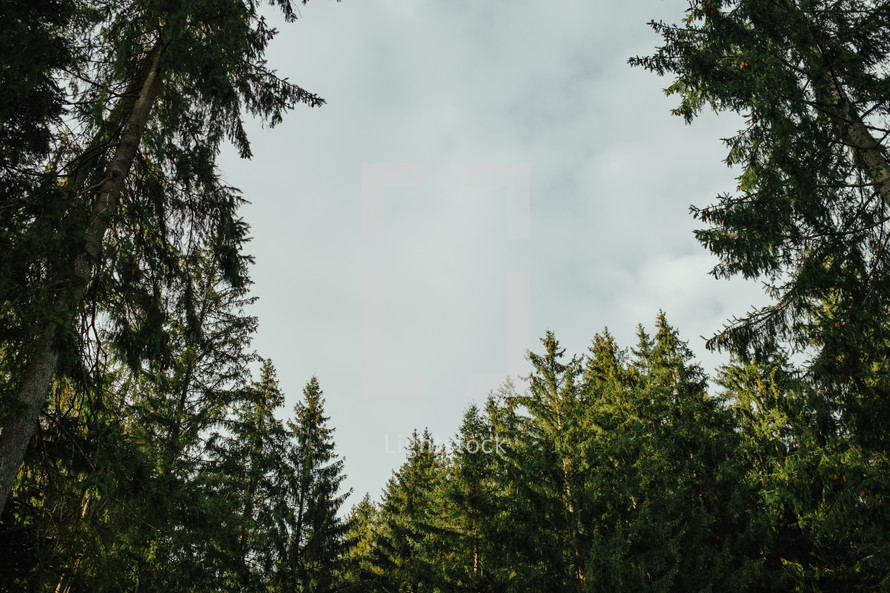 Pine, evergreen spruce, branches conifer tree on sky background. High quality photo