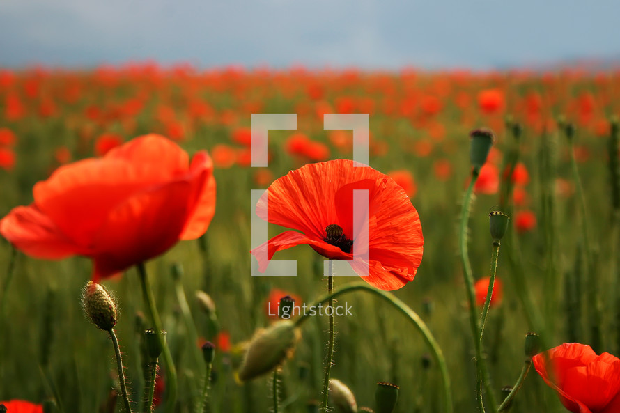 Spectacular vivid bloom close up of Poppies in Poppy field. Hello spring, Spring landscape, rural background, Copy space. Flower poppy flowering on background poppies flowers. Nature.
