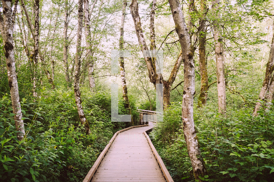 wood plank path through a forest 