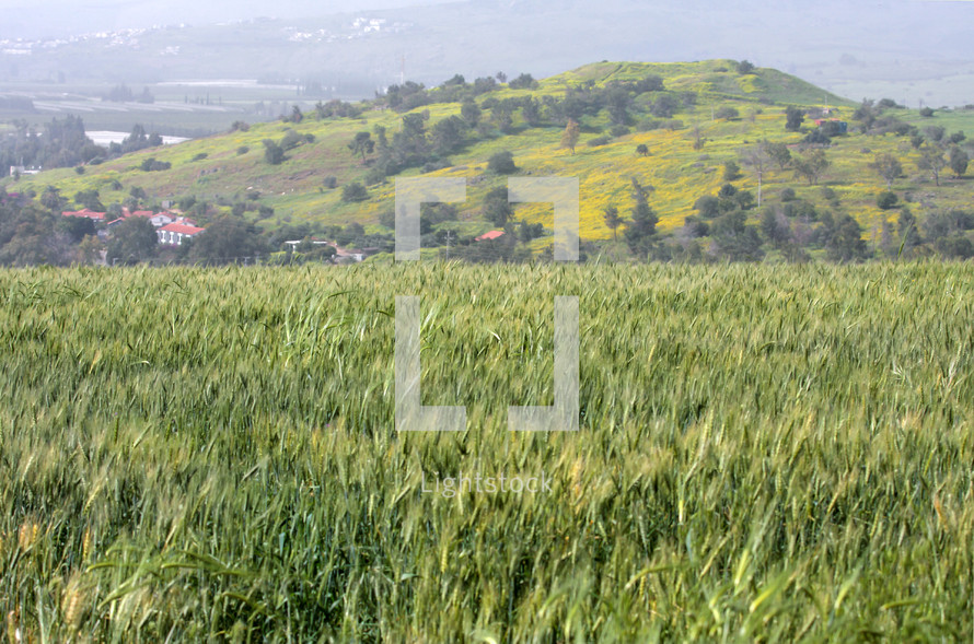 green wheat field on the hills above the sea of Galilee