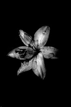 lily on black background 