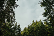 Pine, evergreen spruce, branches conifer tree on sky background. High quality photo