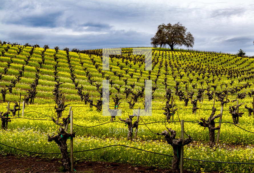 rolling hills in a vineyard 