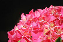 pink hydrangeas
