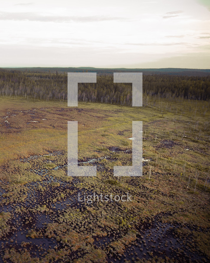 An aerial shot of a forest