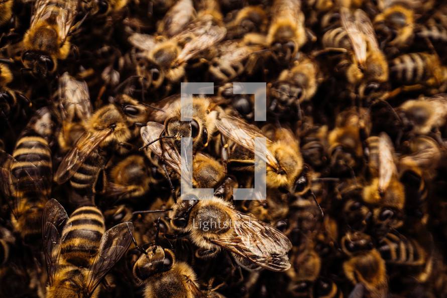 Macro detailed bees colony swarming