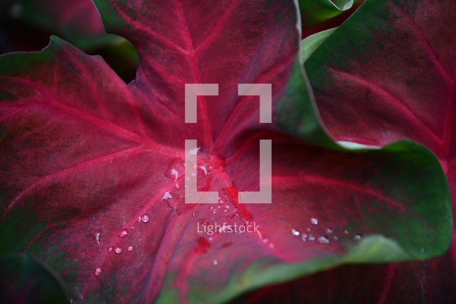 water droplets on a red and green caladium leaf 