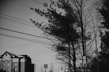 tree, power lines, and apartment building 