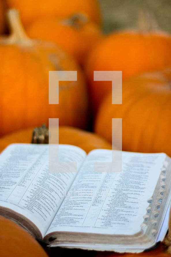 a Bible on pumpkins in a pumpkin patch 