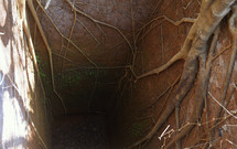roots into a concrete well 