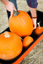 man putting pumpkins in a wagon 