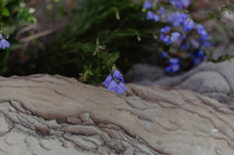wild flowers growing in rock