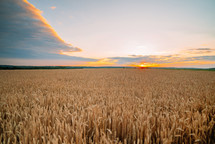 Dry golden ears of organic wheat plants field on sunset. Agriculture. farming, farmland, rural landscape at summer. High quality photo