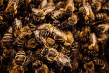 Macro detailed bees colony swarming