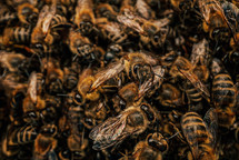 Macro detailed bees colony swarming