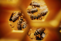 Macro View Through Honeycombs Frames. Inside Bees Hive. Organic Apiary.