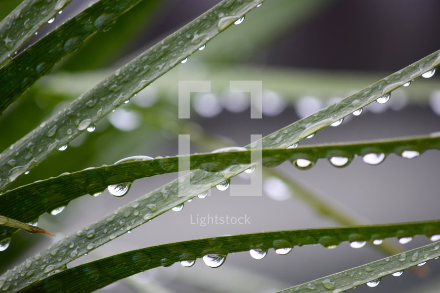 wet palm leaves 