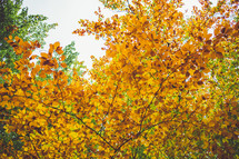 golden fall leaves on branches 