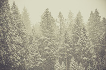 snowy tops of pine trees