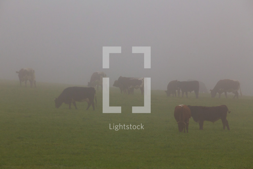 cattle grazing in a foggy pasture 